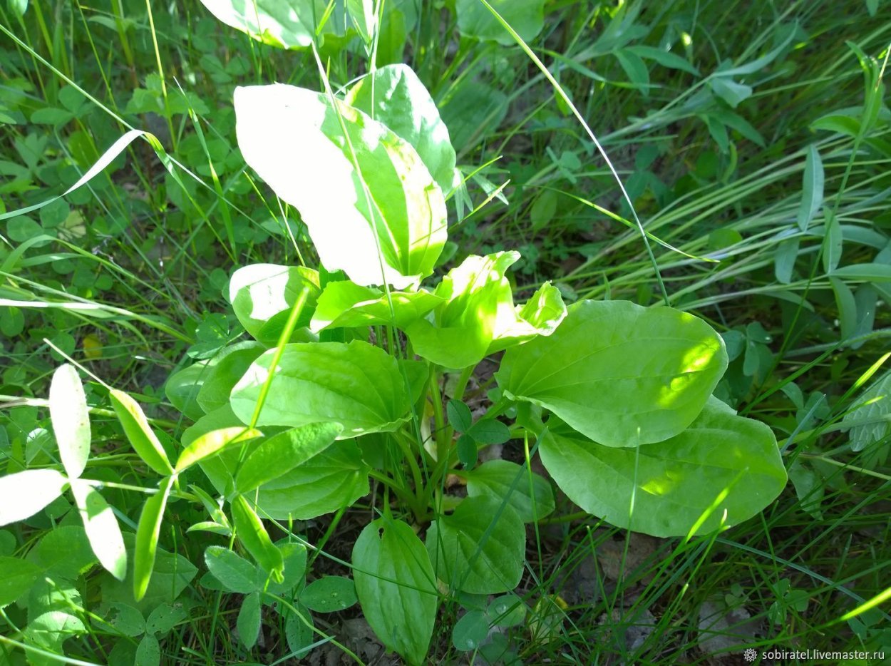 Большие листья подорожника