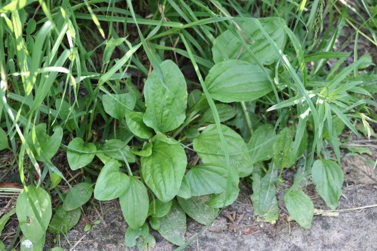 Плод подорожника ланцетолистного