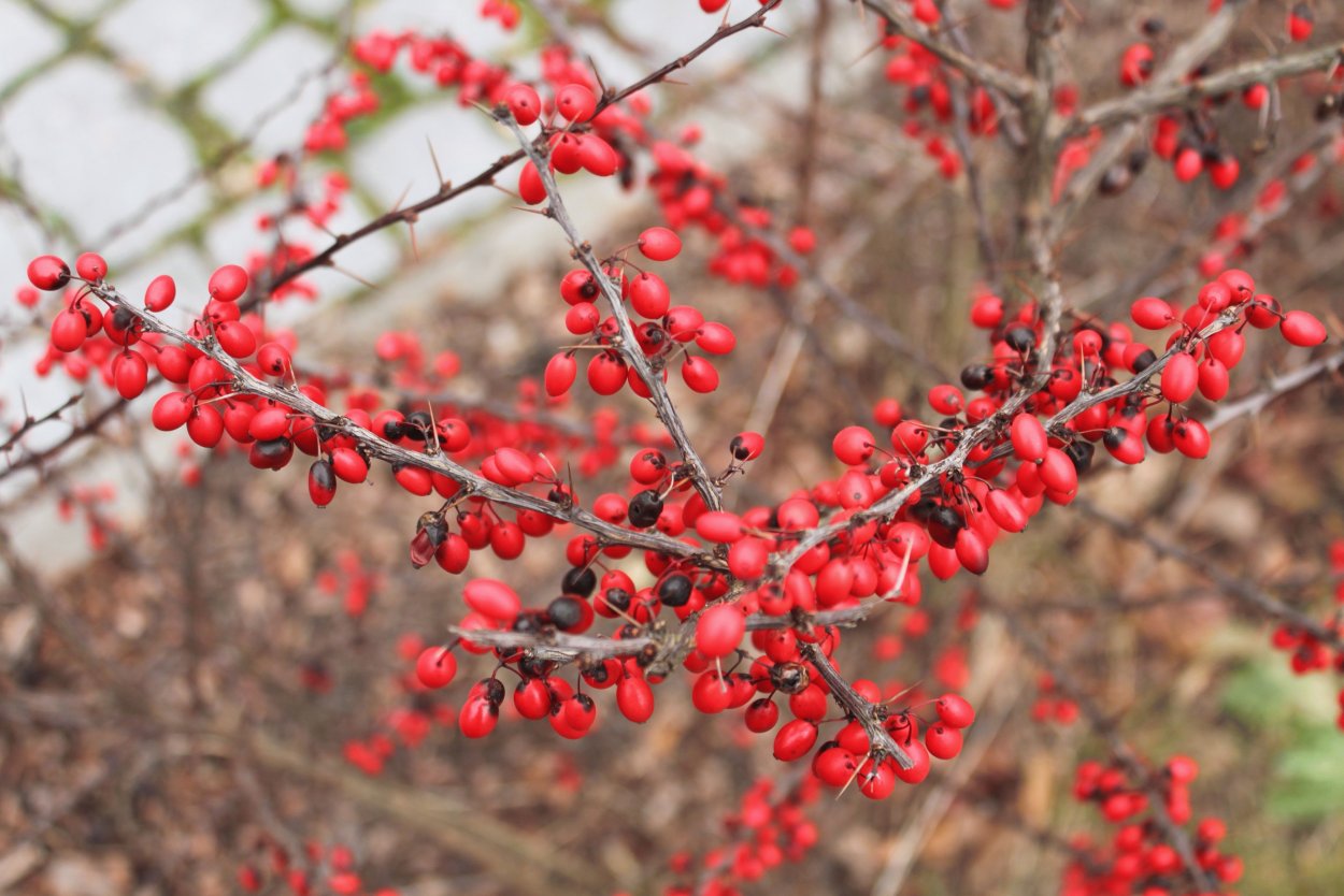 Красная ягода Барбарис колючий