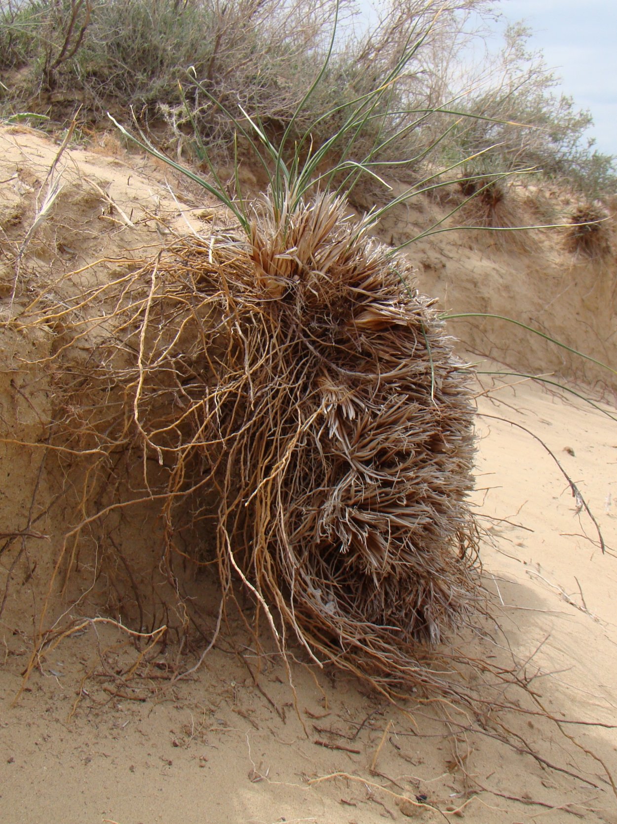 Корень акации