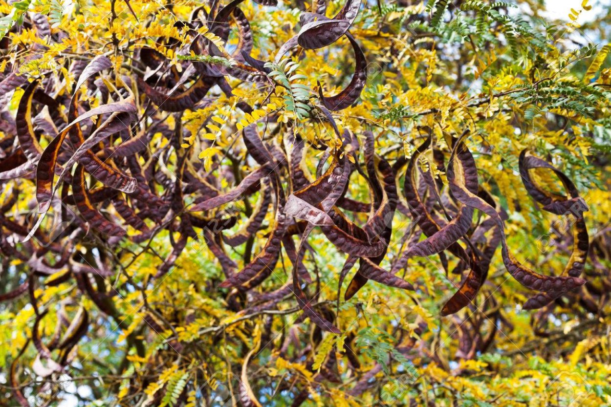 Корневая система акации