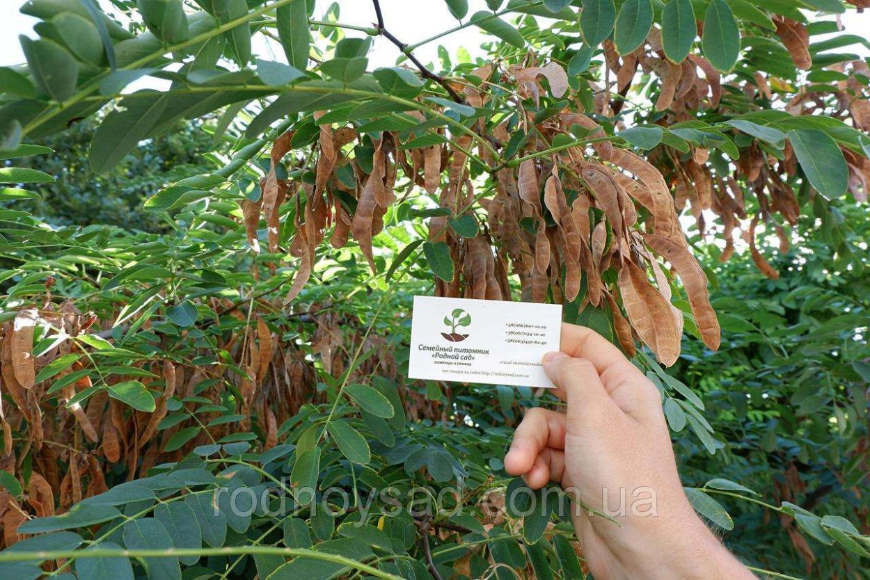 Акация бананчики