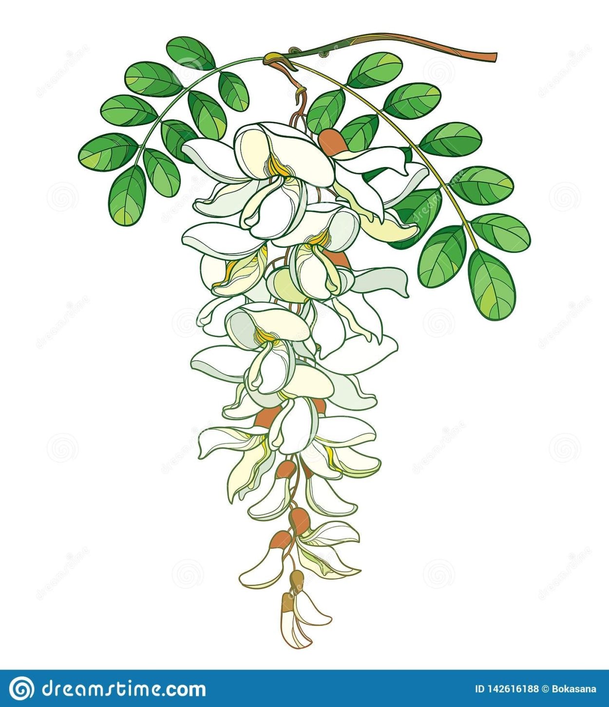 Песчаная Акация корни