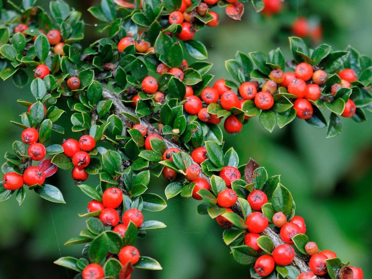 Кизильник киноварнокрасный