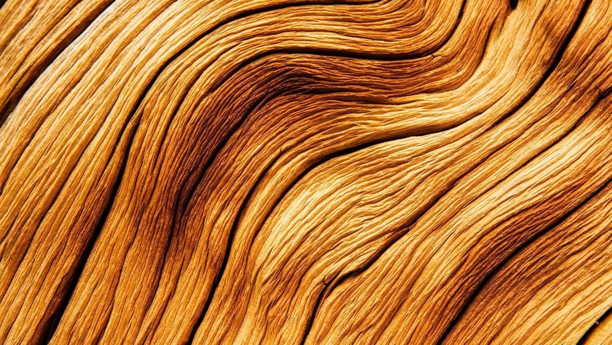 Акация Робиния древесина