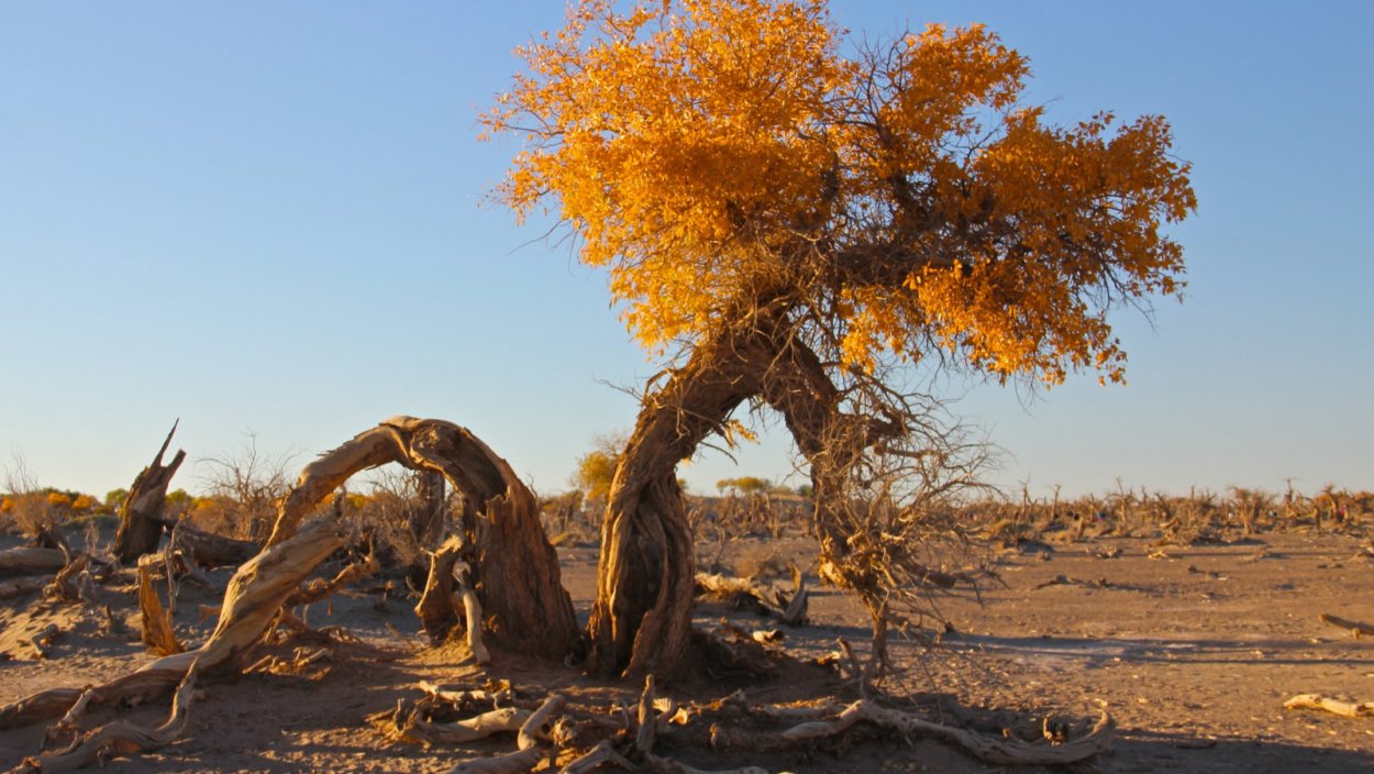 Гледичия Акация