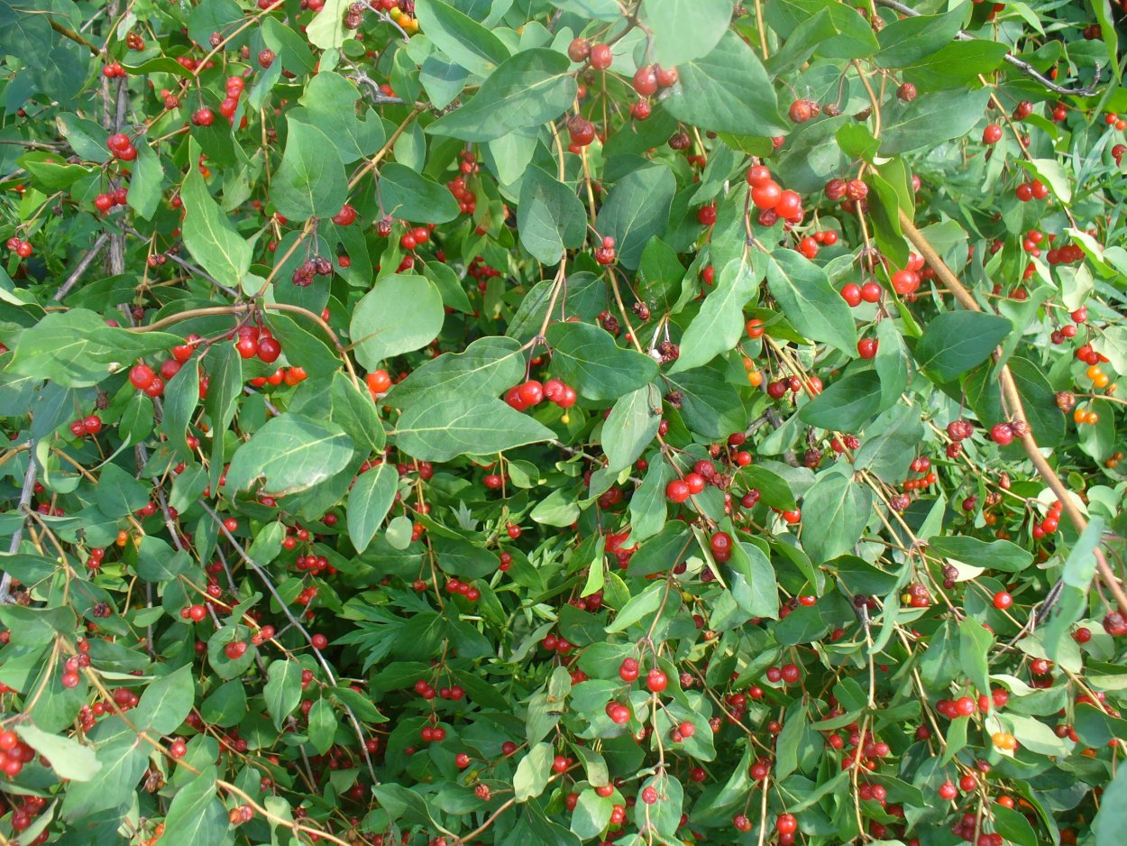 Колючий куст с красными ягодами