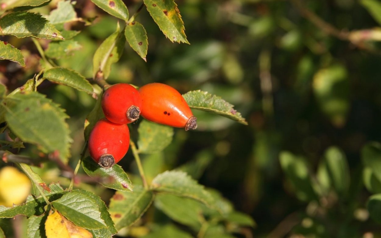 Кизильник Даммера