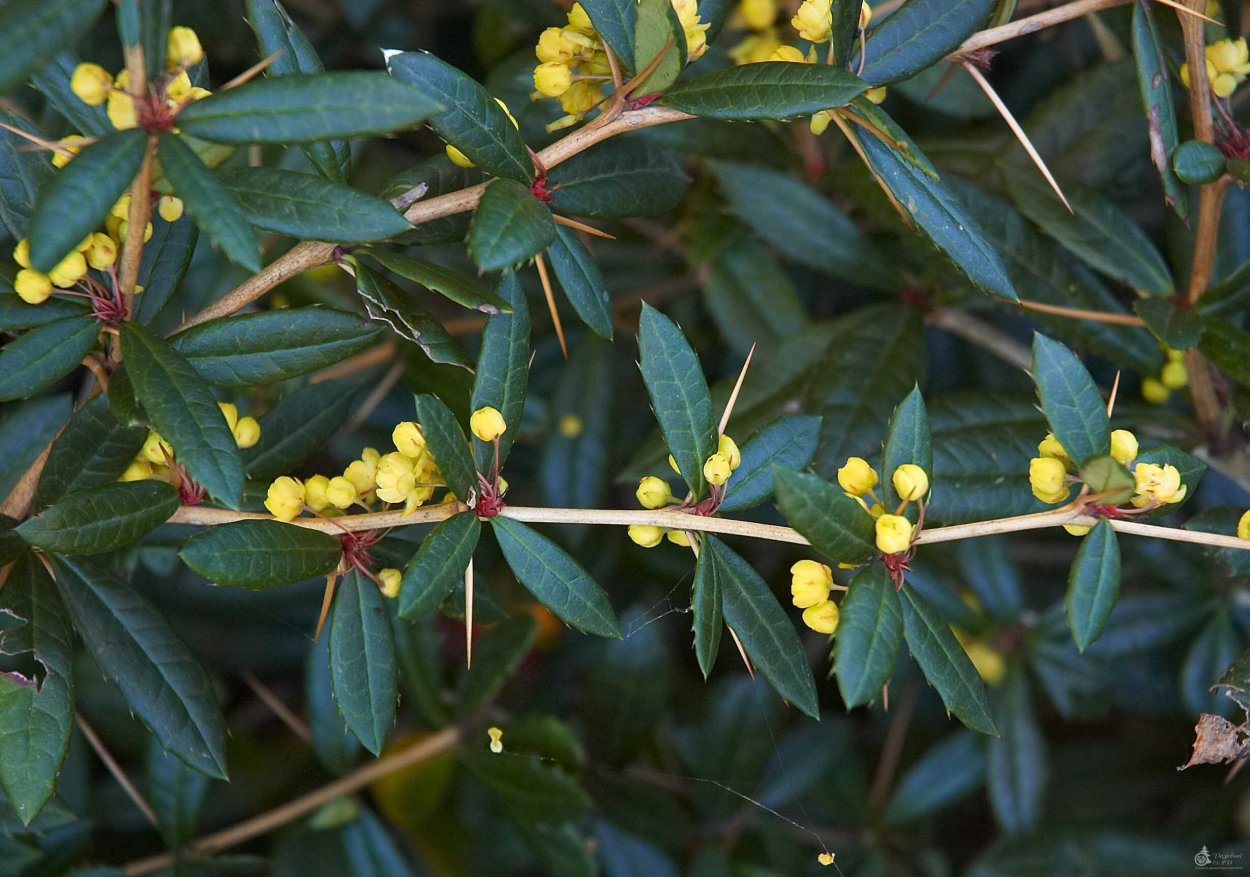 Барбарис Berberis julianae