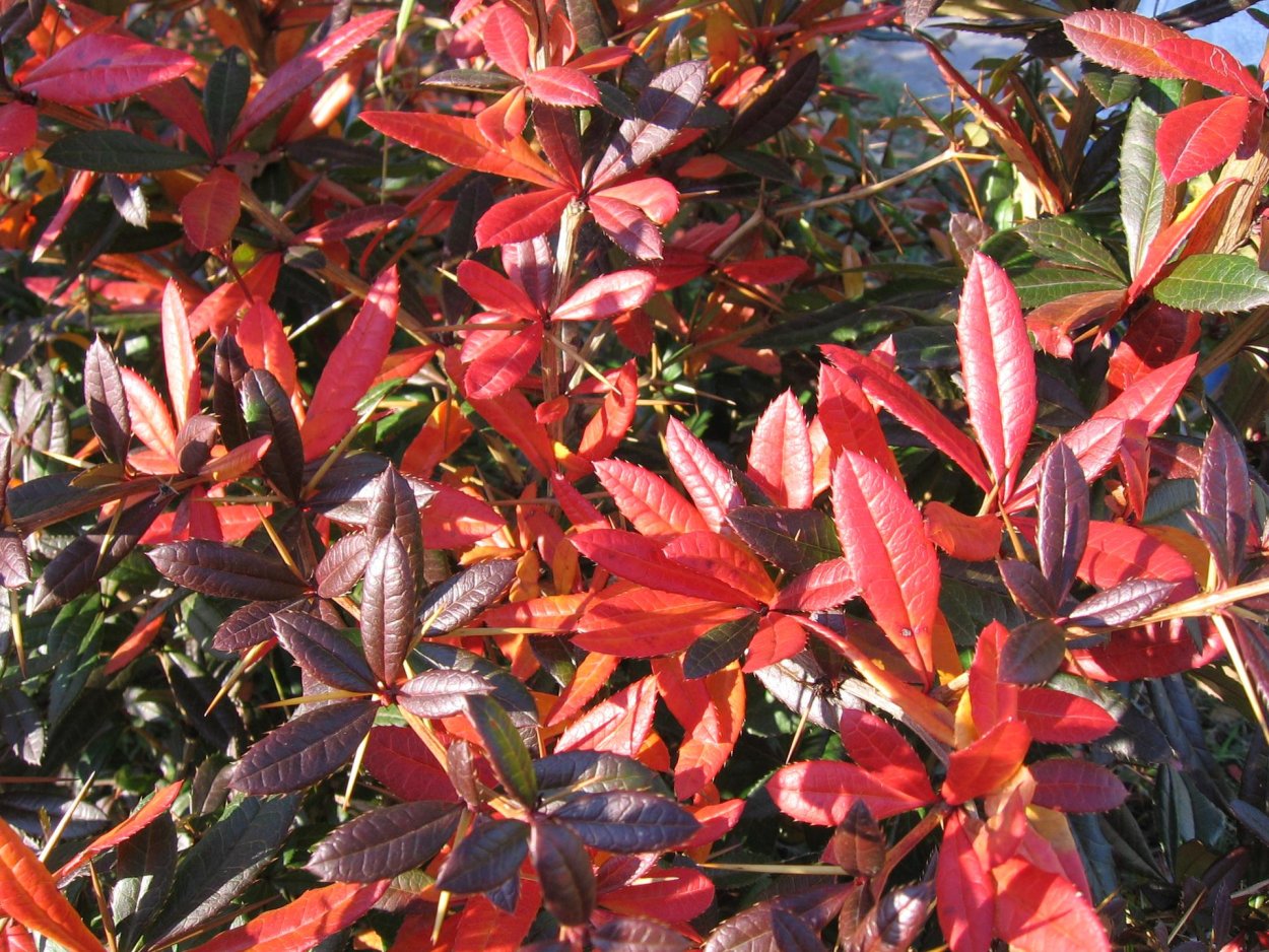 Барбарис вечнозеленый кустарник