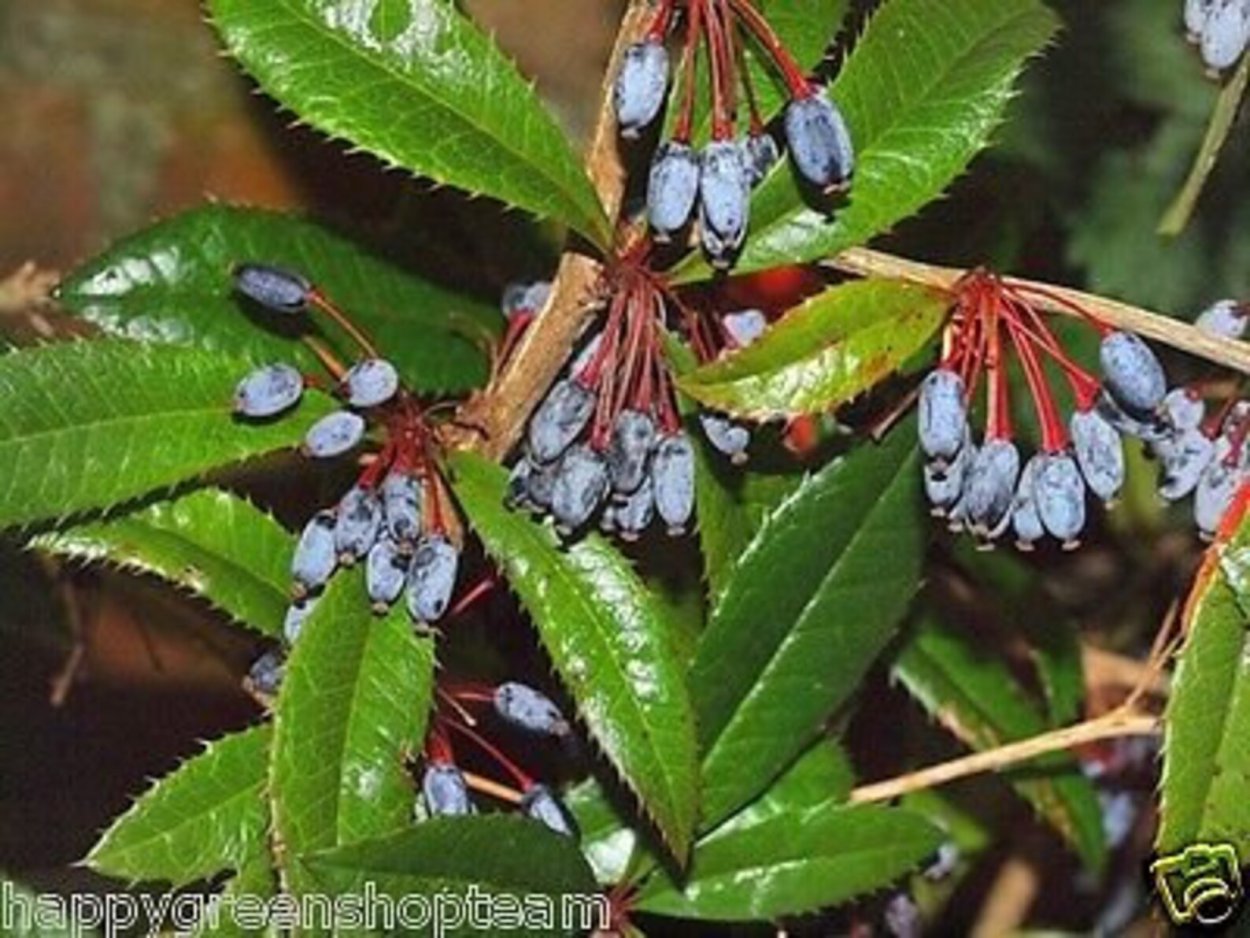Berberis julianae