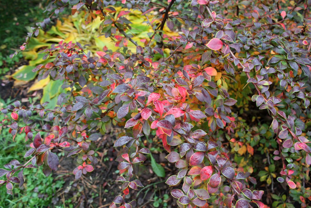 Berberis thunbergii Golden Ring