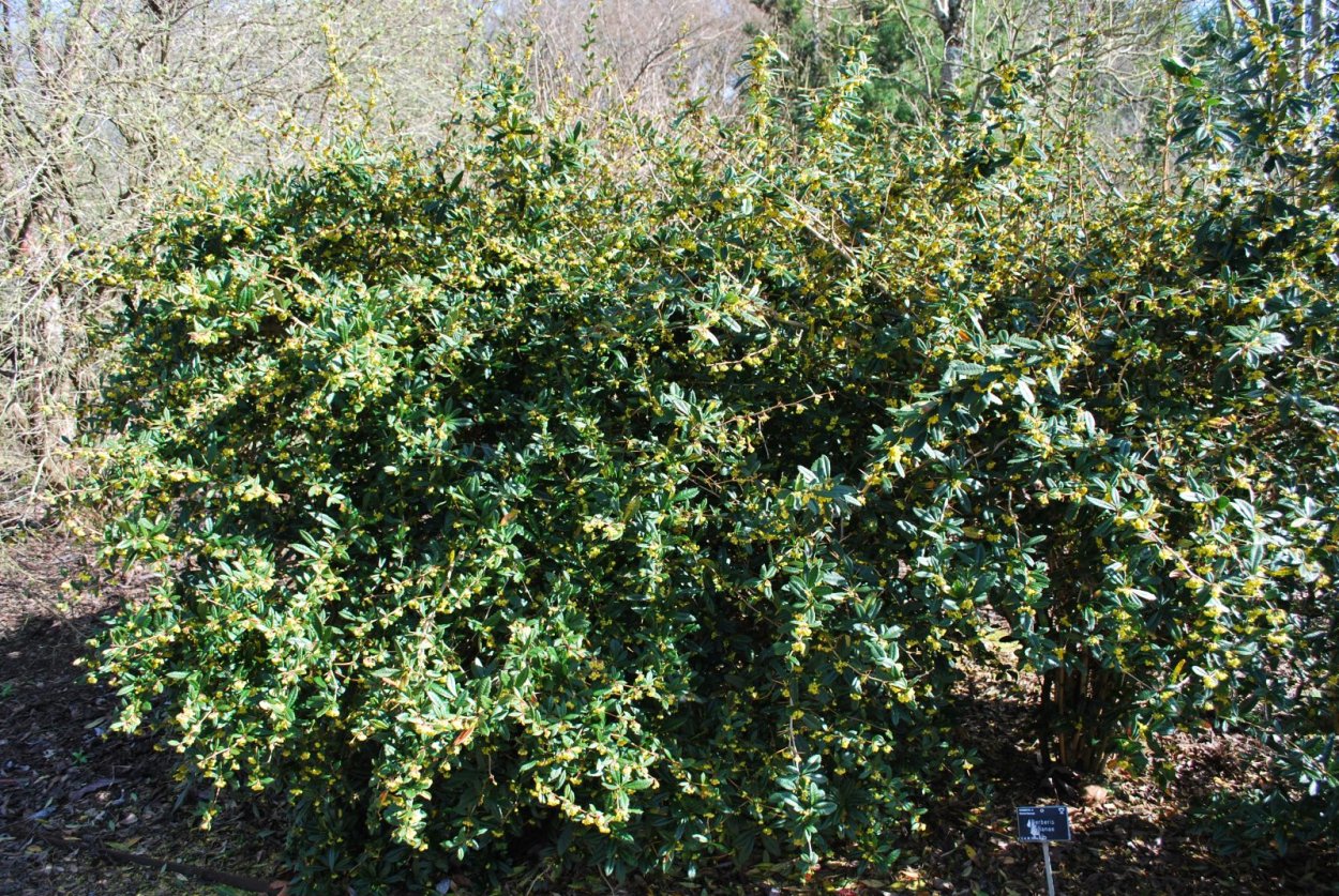 Berberis julianae