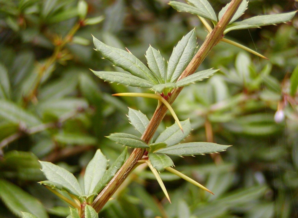 Барбарис Юлианы