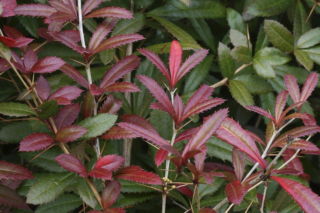 Барбарис julianae