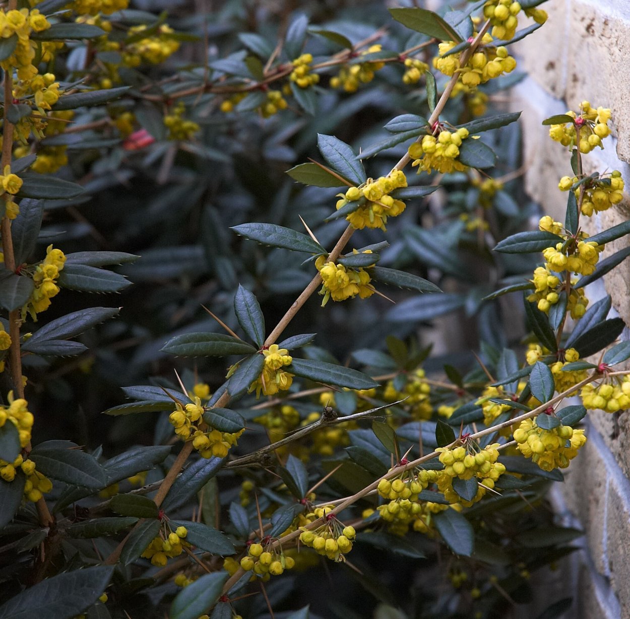 Барбарис Berberis julianae