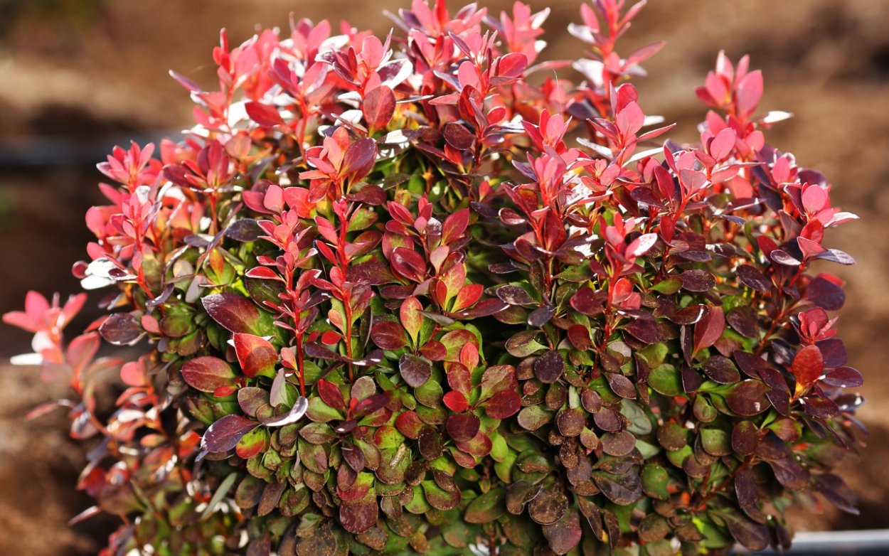 Барбарис Тунберга (Berberis thunbergii)