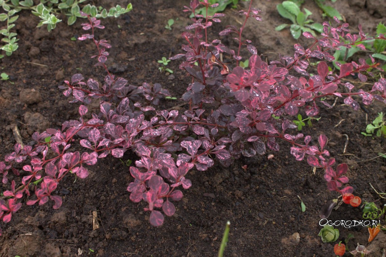 Барбарис Атропурпуреа изгородь