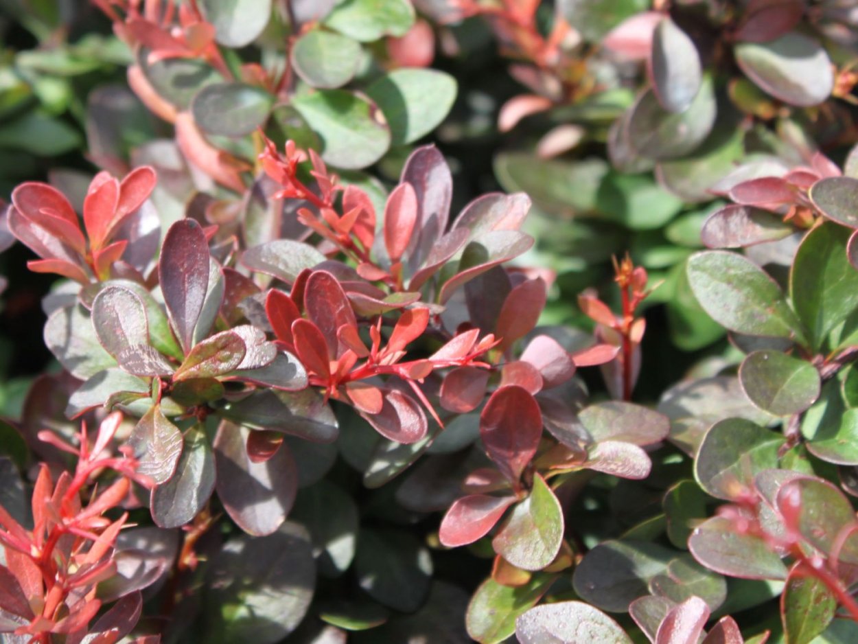 Барбарис самшитолистный Нана