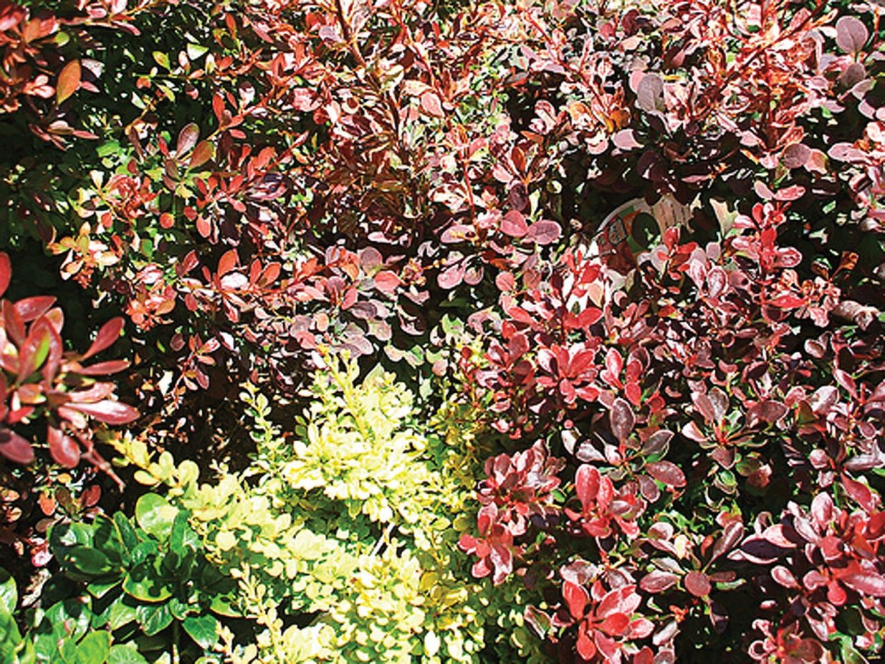 Барбарис Тунберга побег