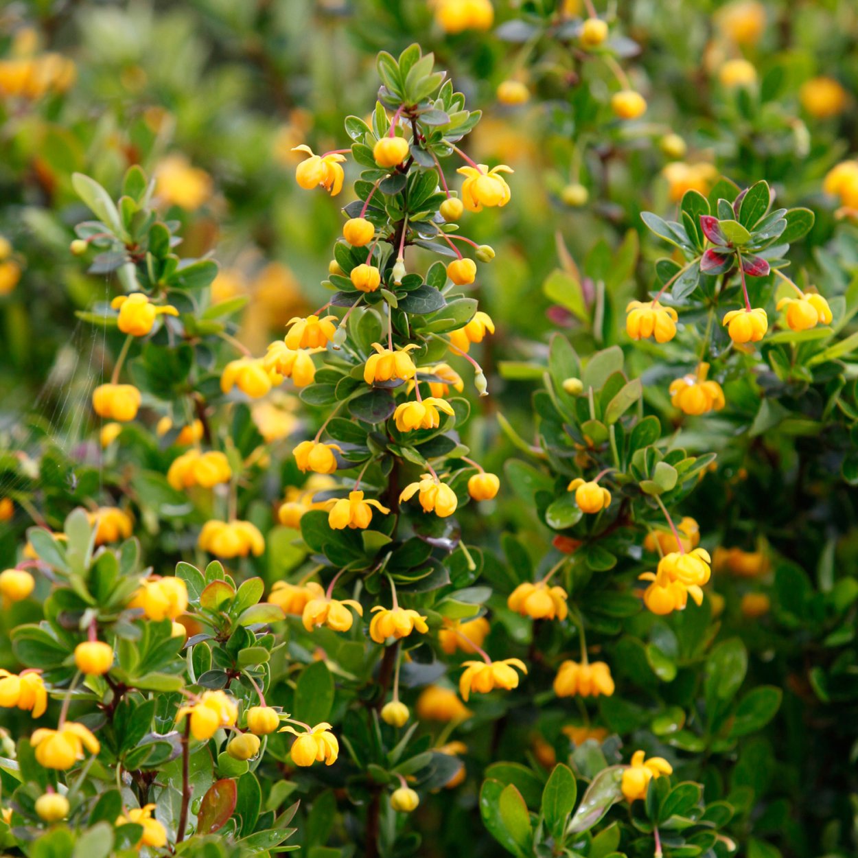 Berberis buxifolia Nana / Барбарис Нана самшитолистный