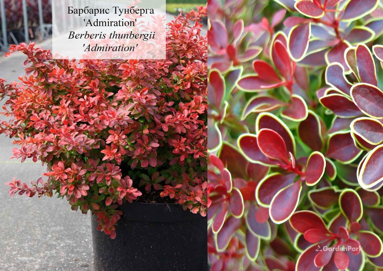 Барбарис Тунберга (Berberis thunbergii admiration)