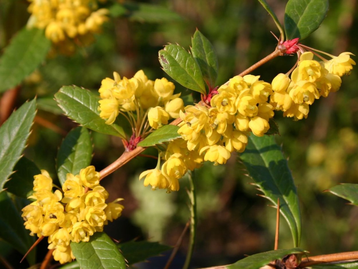 Барбарис Berberis julianae