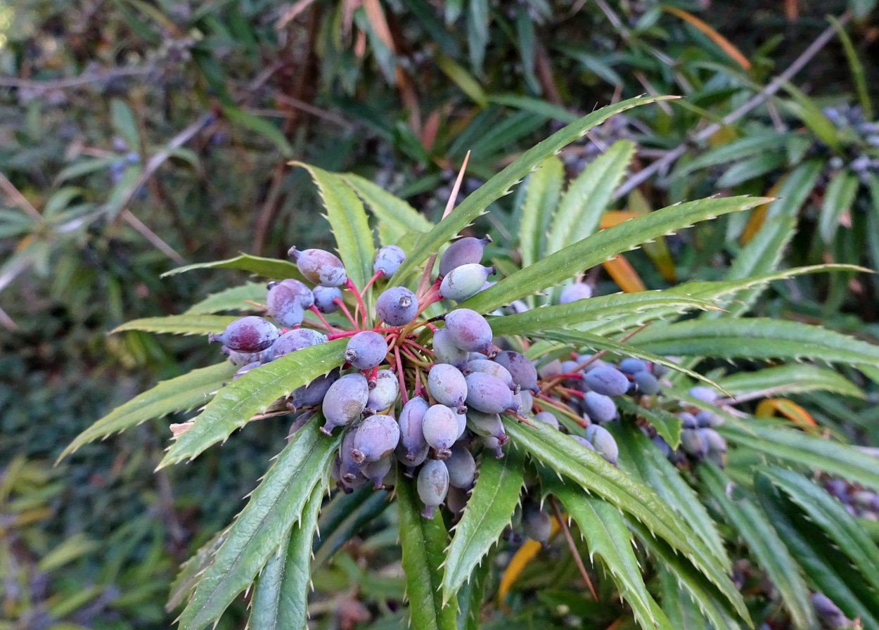 Барбарис Юлиана