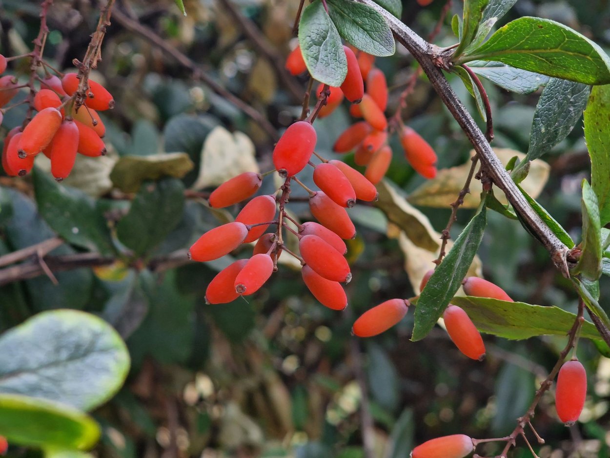 Самшит мелколистный Фолкнер