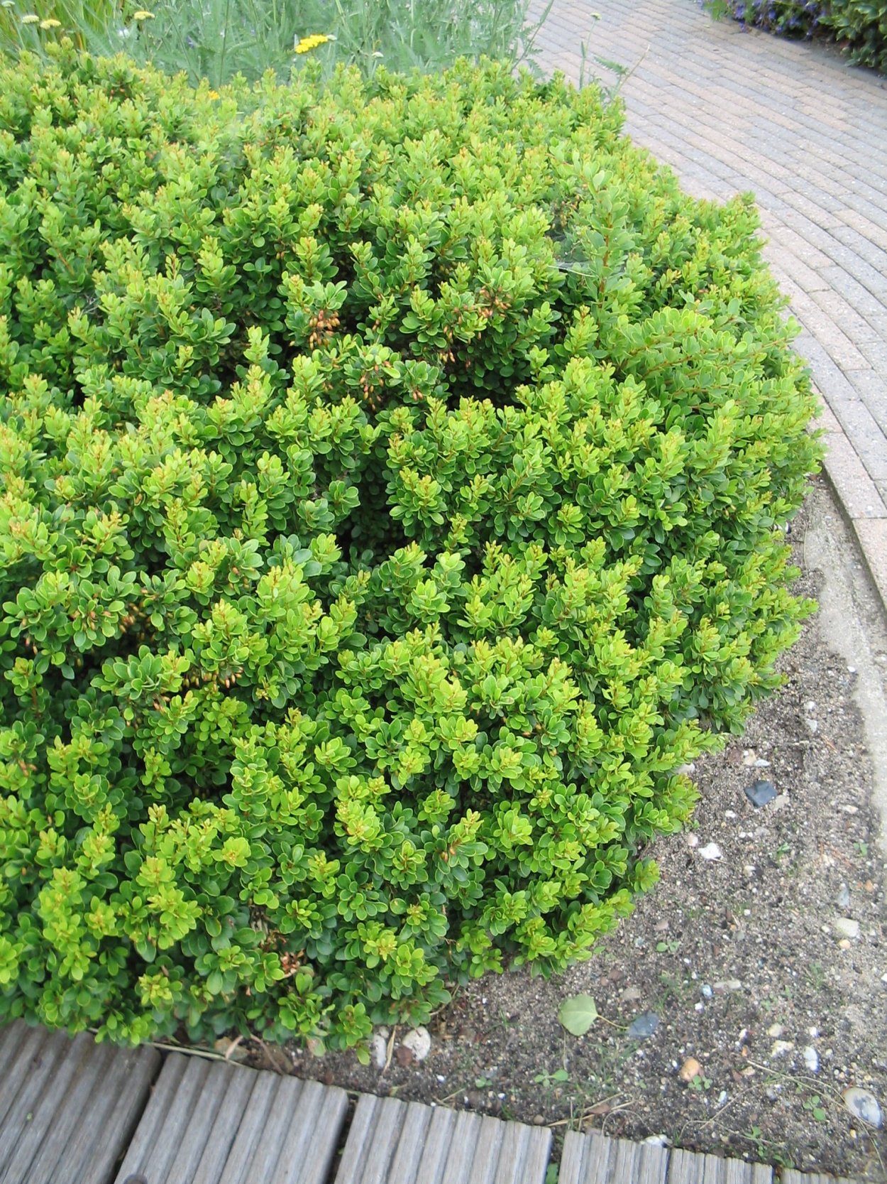 Барбарис самшитолистный Нана