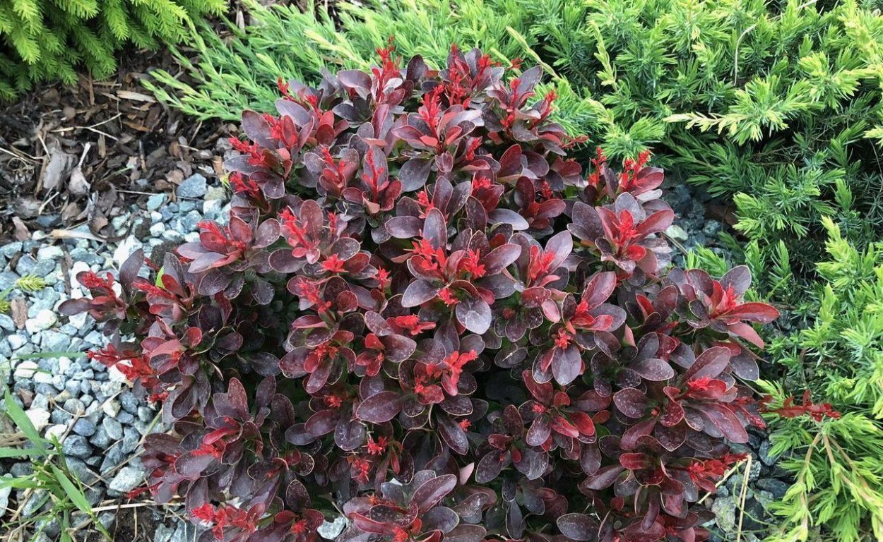 Барбарис Тунберга Атропурпуреа семена