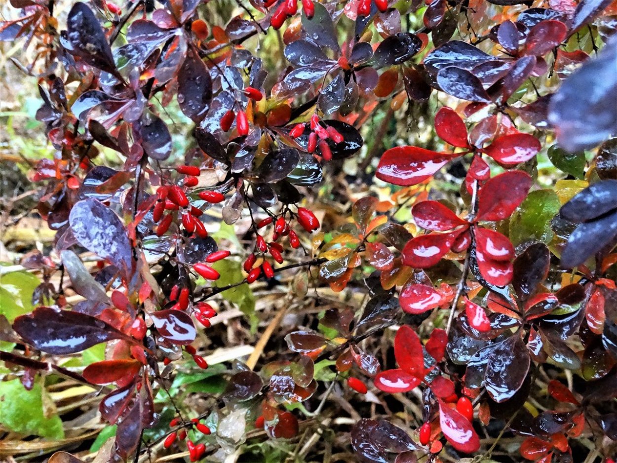 Барбарис Тунберга Атропурпуреа изгородь