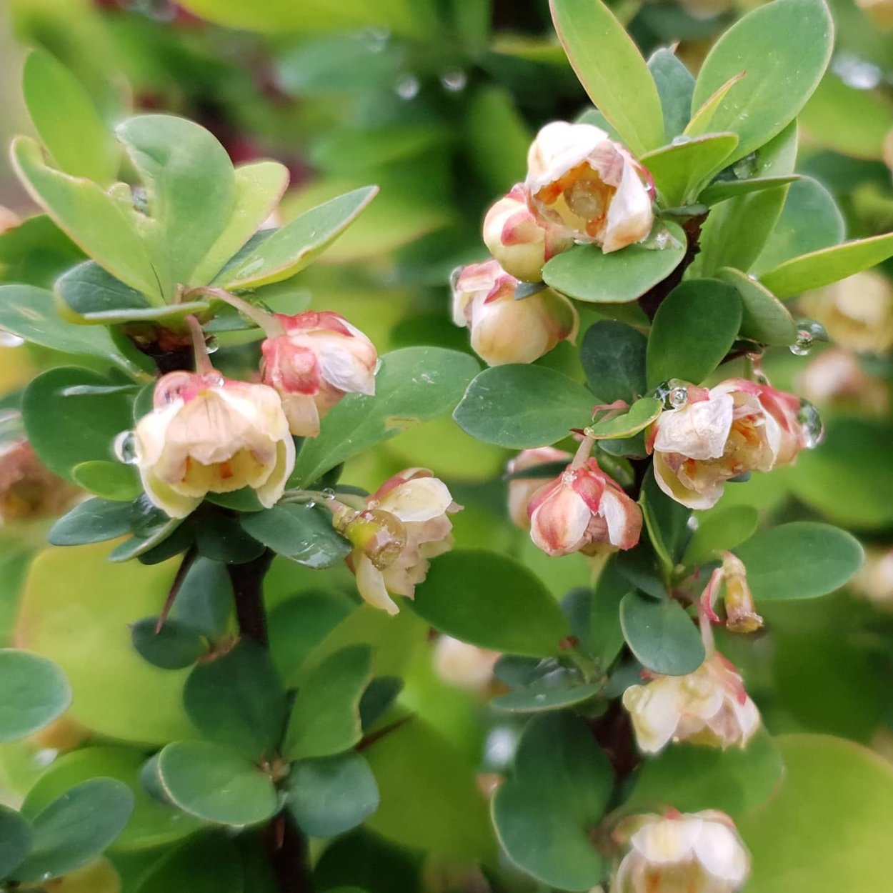Вечнозеленый Барбарис самшитолистный