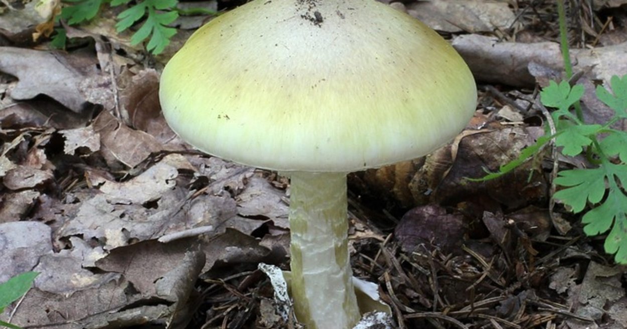 Бледная поганка зеленая