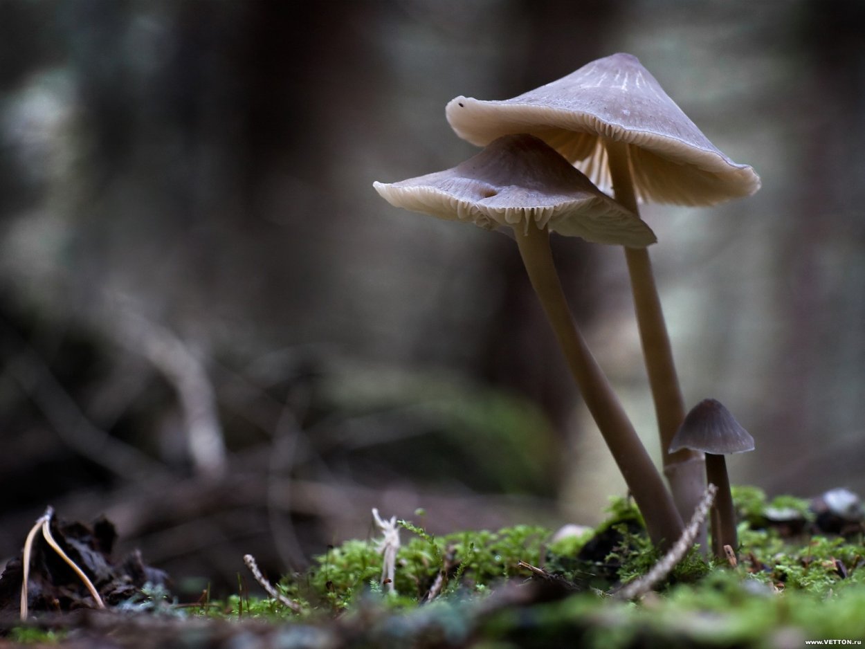 Mycena Pura Мицена чистая