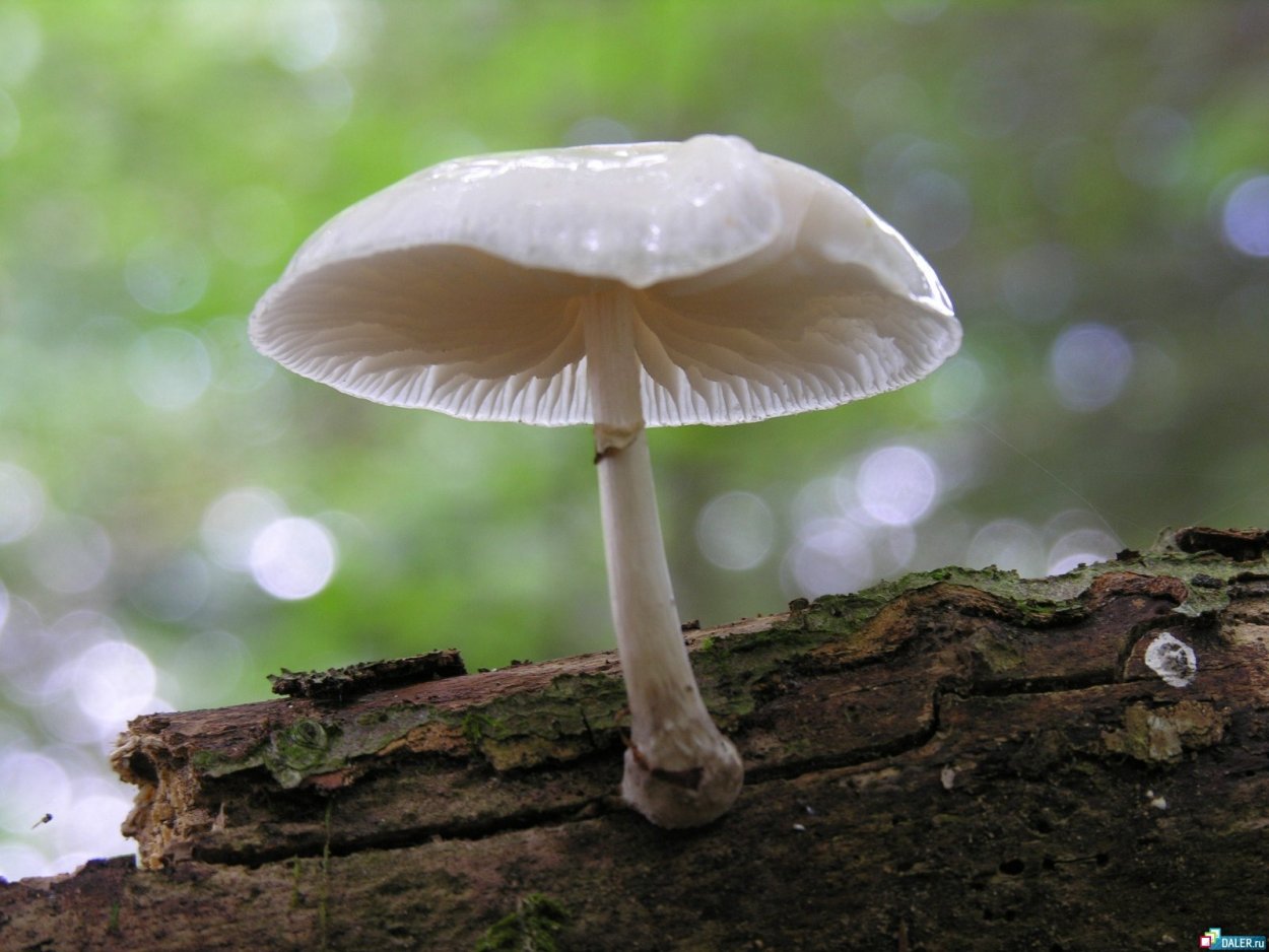 Кривой гриб поганка