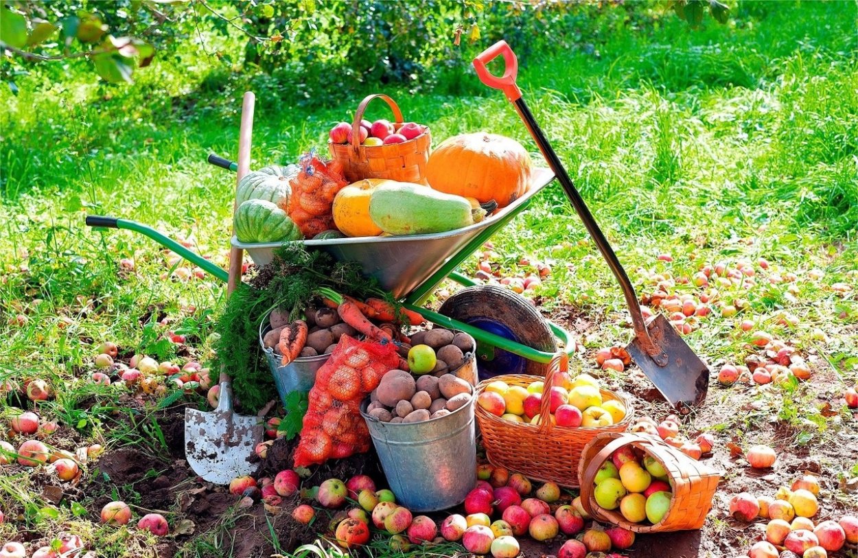 Осенний огород