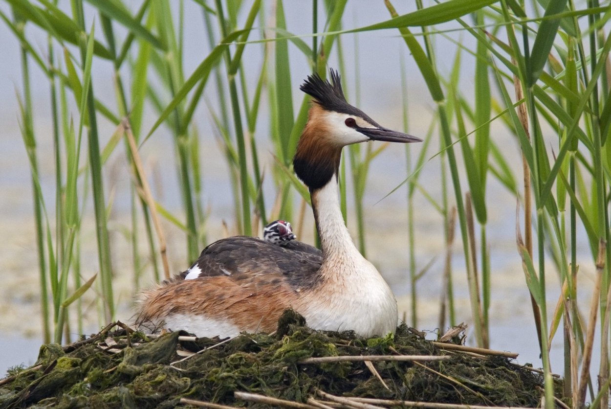 Синий гриб Энтолома
