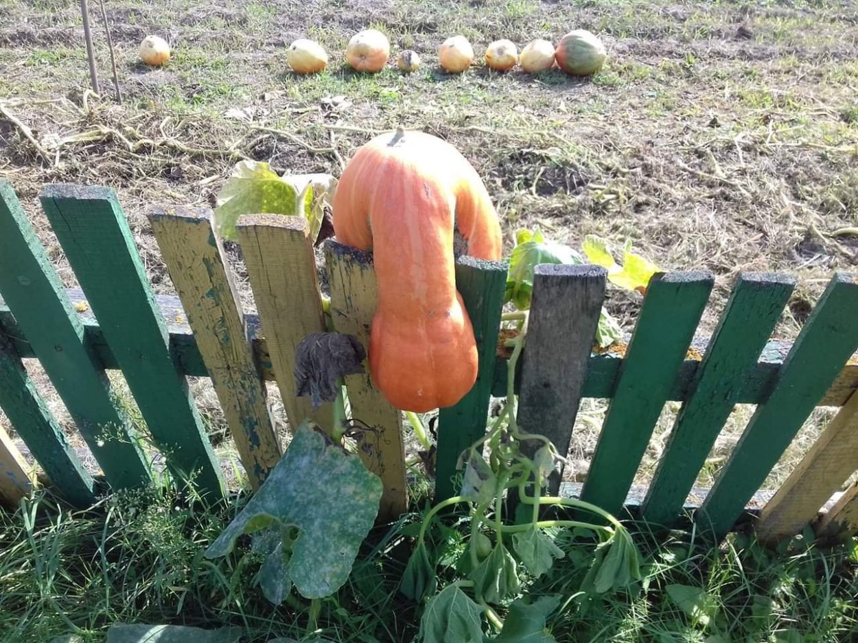 Осенний огород