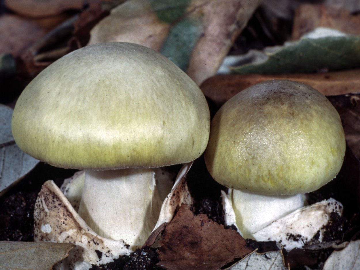 Бледная поганка молодой гриб