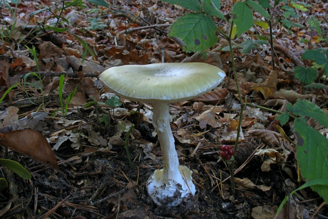 Чомга хохлатая