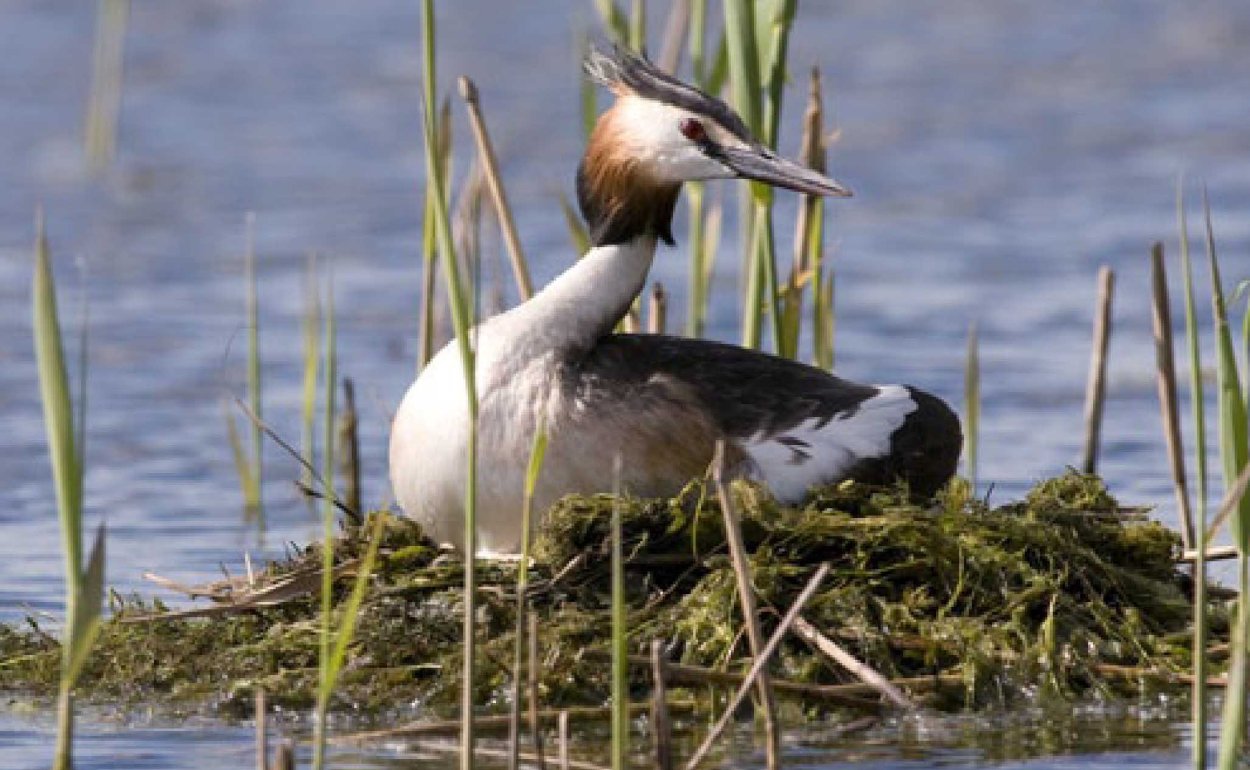 Новозеландская поганка