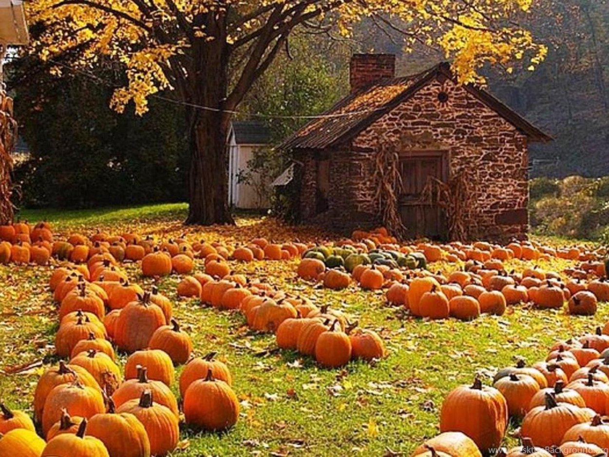 Осенний огород