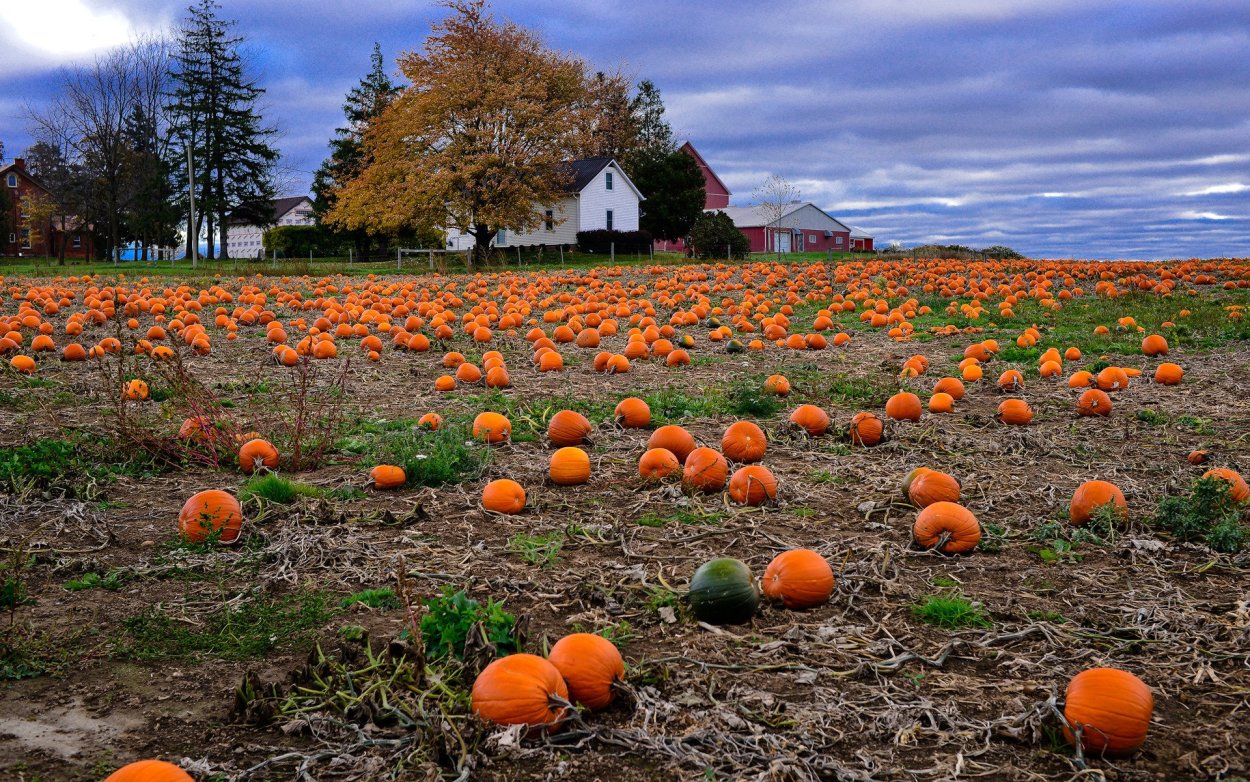 Тыква Амбар (Польша)