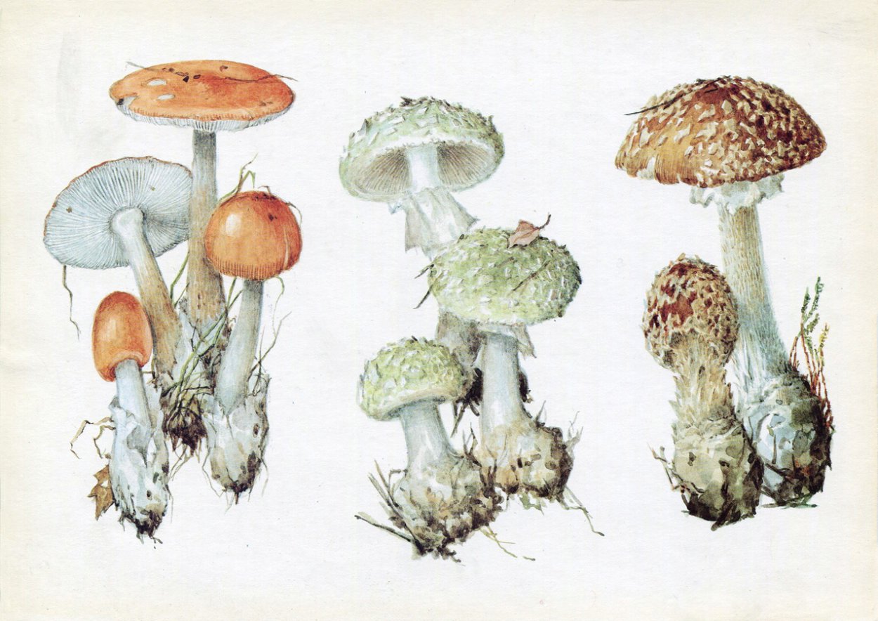 Псилобицин магический гриб