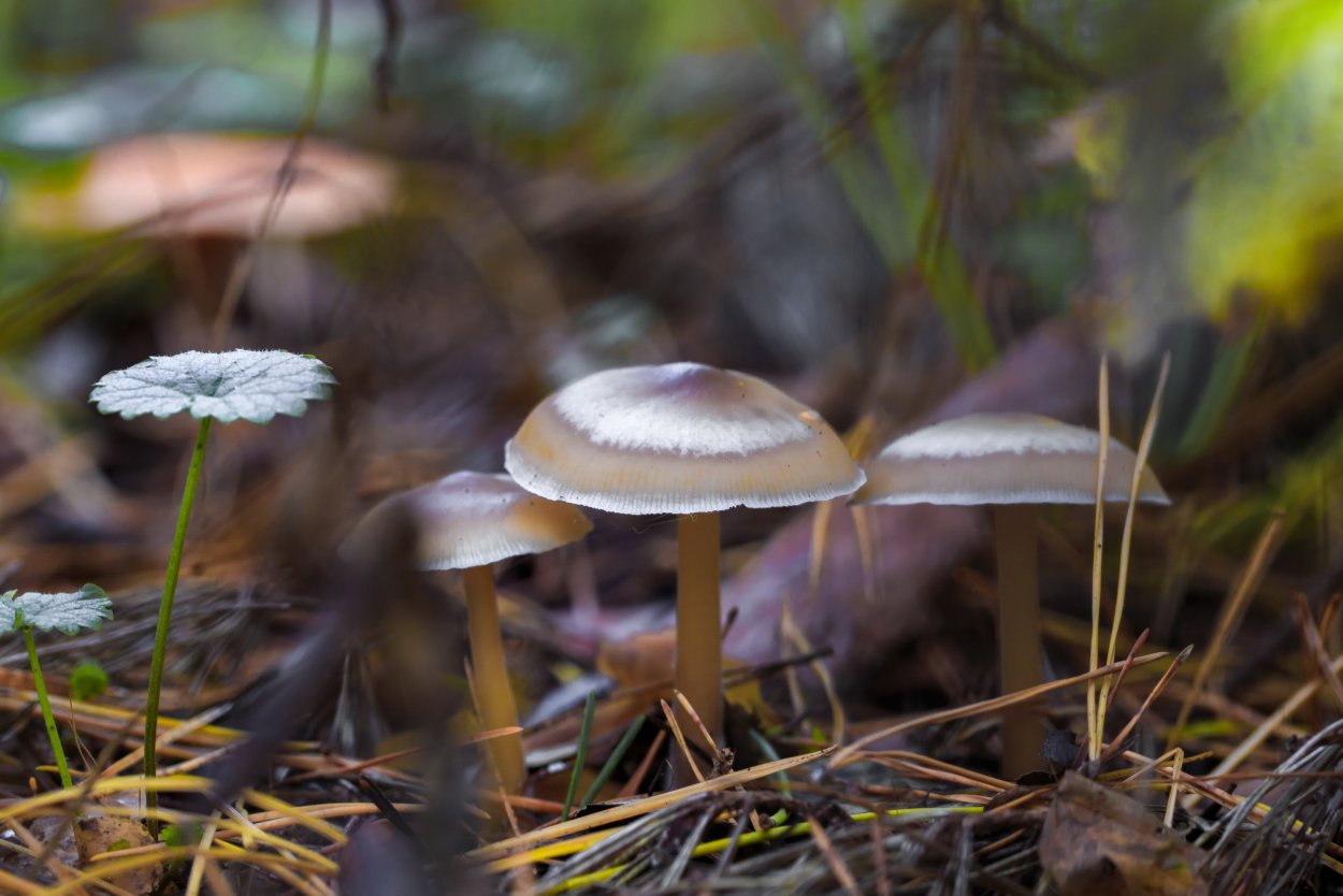Гриб поганка обыкновенная
