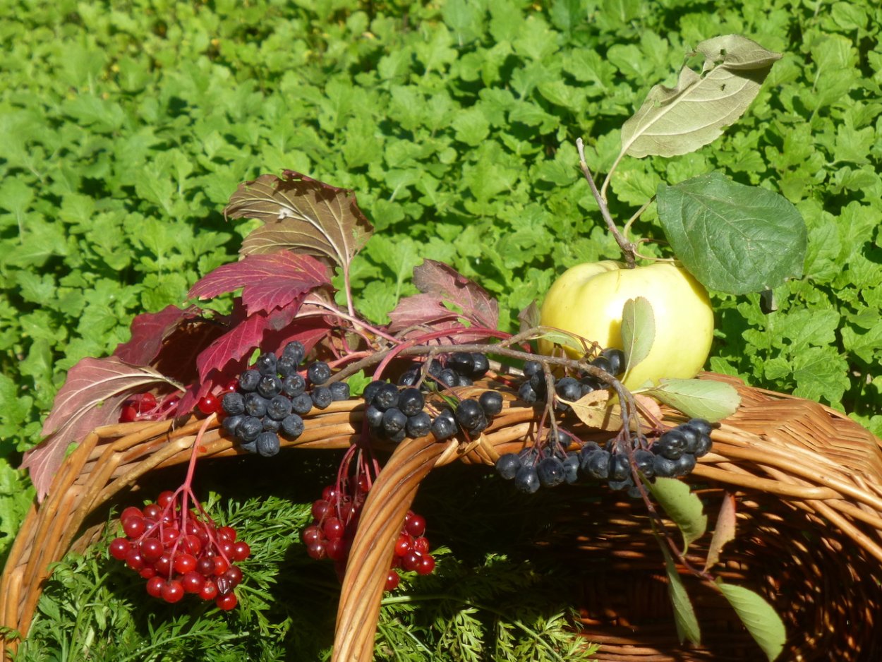 Огород осенью