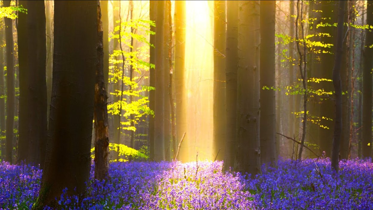 Крокус Лесной цветок