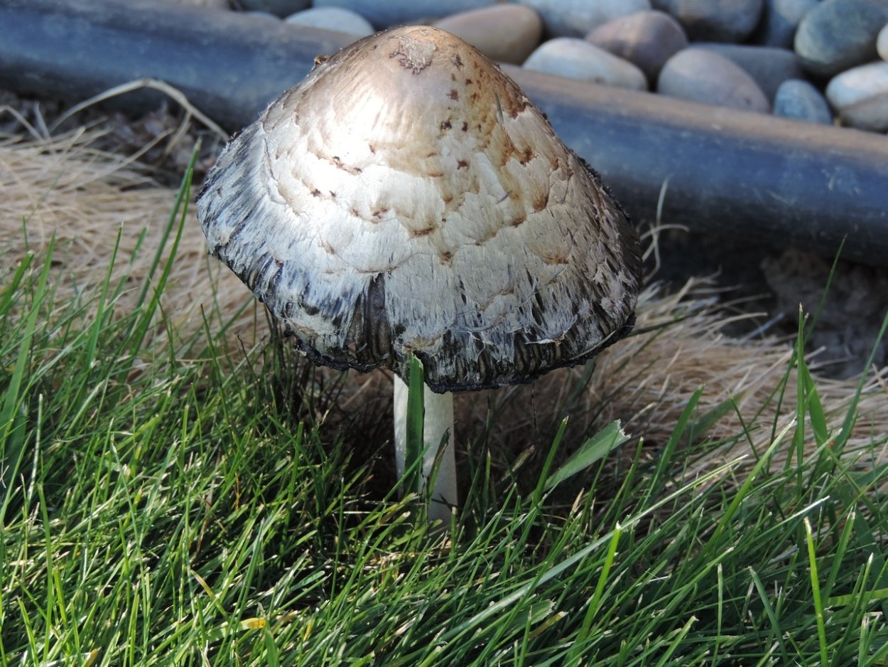 Поганка Луговая