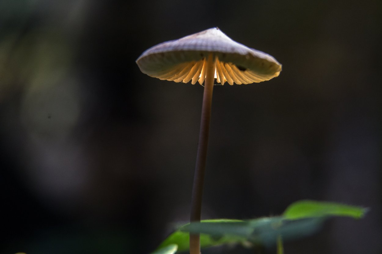 Серая поганка гриб